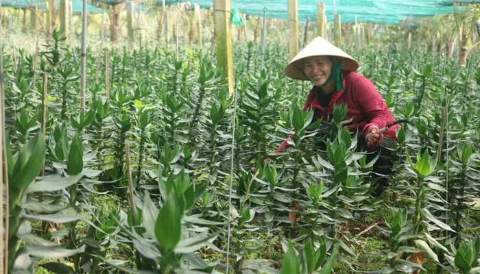 Lưu ý quan trọng khi chăm sóc và bón phân cho cây phát tài búp sen