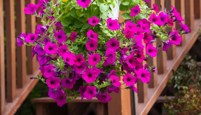 Lưu ý quan trọng trong việc chăm sóc hoa dạ thảo