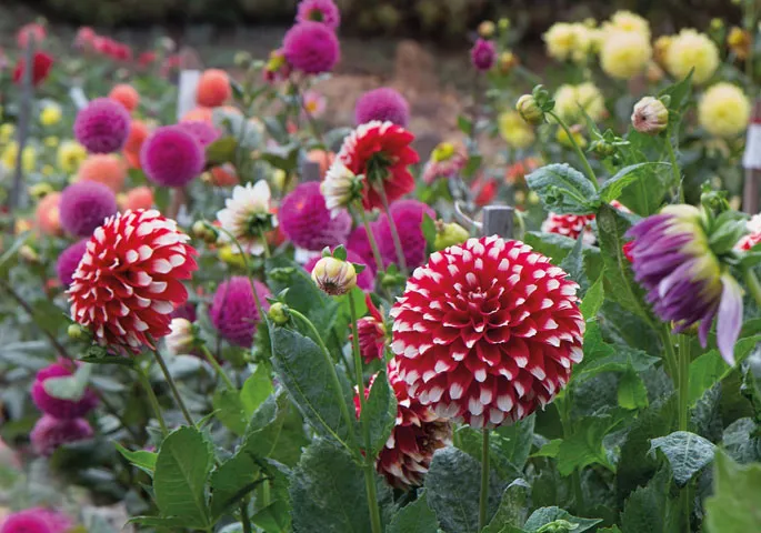 Lưu ý thời điểm và nhiệt độ thích hợp cho hạt giống hoa thược dược nảy mầm