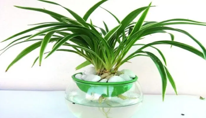 Lưu ý trồng lá dứa