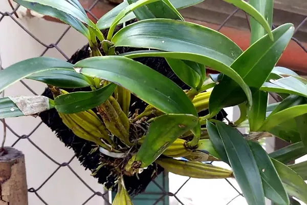 Lưu ý trước khi trồng lan Hoàng Lạp: Chọn cây giống khỏe, giả hành mập