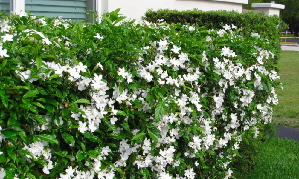 Mai chỉ thiên được trồng để trang trí sân vườn và tạo không gian xanh mát