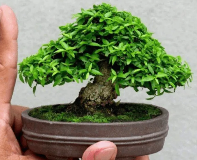 Mai chiếu thủy lá kim phù hợp làm bonsai mini, kỹ thuật chăm mai chiếu thủy ra hoa