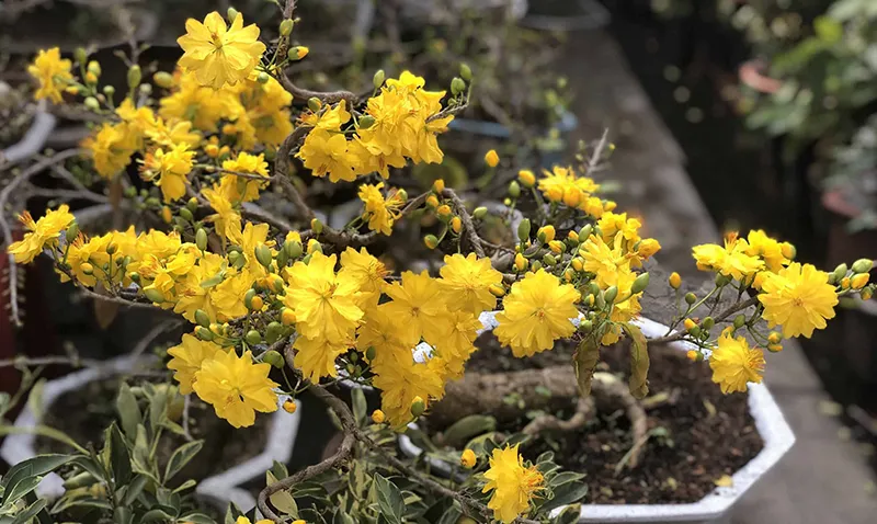 Mai trang trí trong nhà cần được đặt ở nơi thoáng mát và có ánh sáng vừa phải