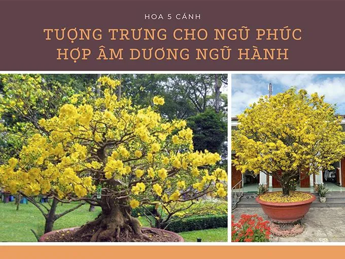 Mai tứ quý mang lại nhiều may mắn và tài lộc cho gia chủ với sắc đỏ vàng rực rỡ