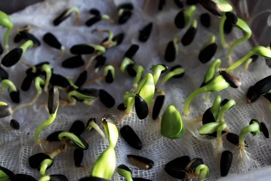 Mầm hoa hướng dương là cách tốt nhất để nhân giống cây