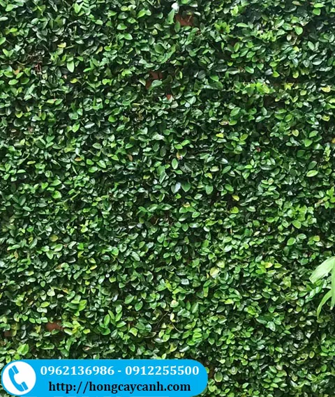 Mảng tường xanh mát với cây vẩy ốc leo tường bám kín bề mặt, tạo không gian cổ kính và tự nhiên