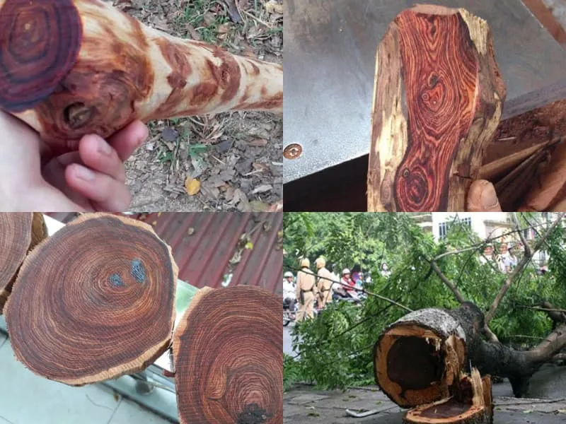 Mặt cắt lõi gỗ sưa đỏ quý hiếm với vân gỗ đặc trưng và màu đỏ bã trầu