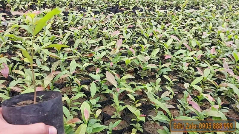 Mật độ trồng mai vàng con hợp lý cho sự phát triển