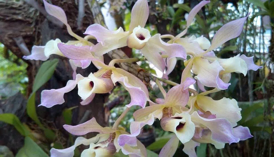 Mặt hoa lan hoàng thảo xoắn chi tiết