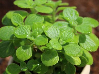 cách trồng và chăm sóc cây nhất mạt hương Toàn Diện Cho Người Mới