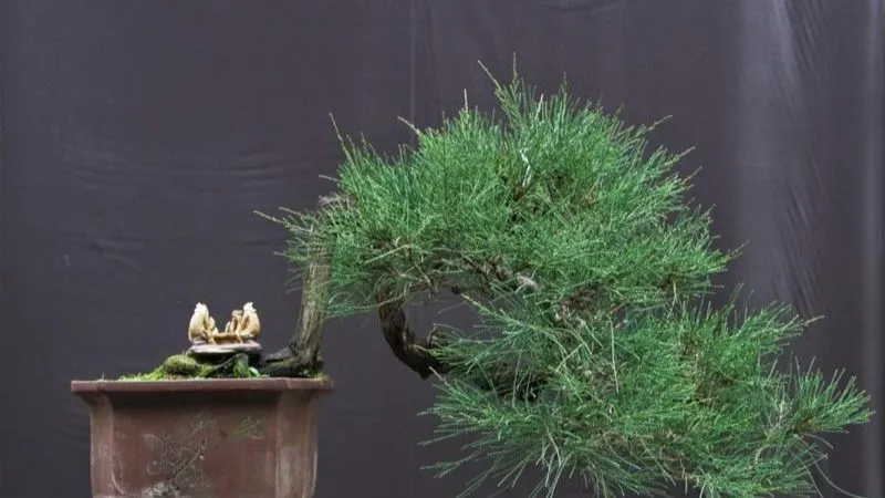 Mẫu cây Phi Lao cảnh nhỏ thích hợp cho không gian trong nhà nhưng cần đảm bảo ánh sáng.