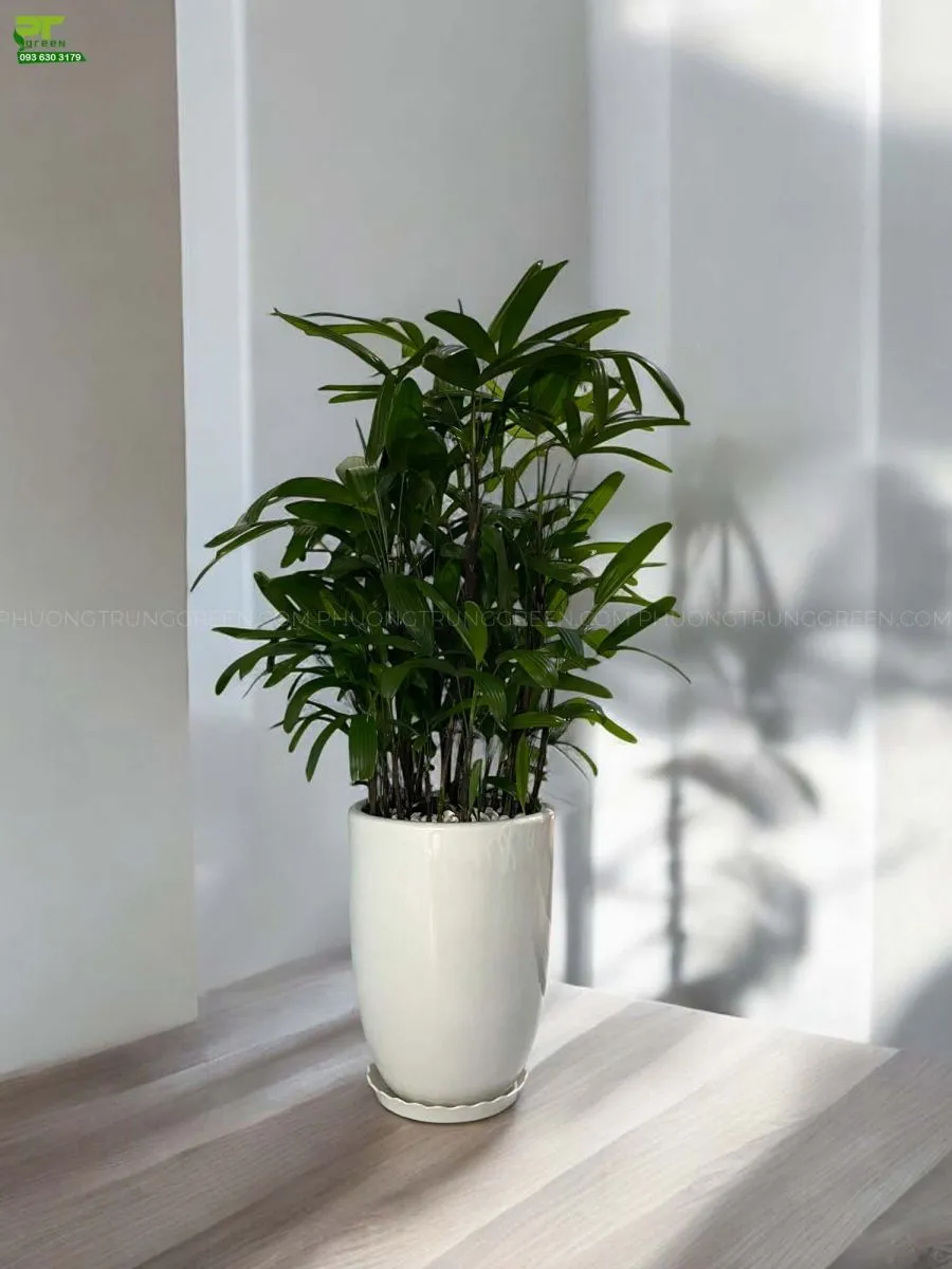 Mẫu cây trúc mây nội thất