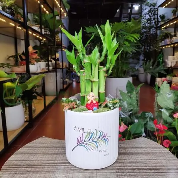 Mẫu cây trúc phát tài được tạo dáng đẹp mắt, thường dùng trong trang trí văn phòng và nhà ở