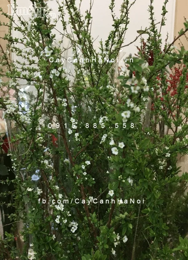 Mẫu cây tuyết mai Đài Loan chơi tết