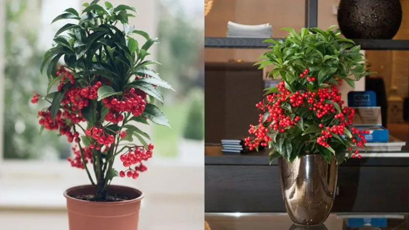 Mẫu chậu cây kim ngân lượng bonsai dáng trực độc đáo