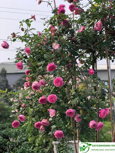 Màu hoa đẹp cuốn hút