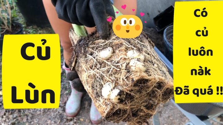 Cách Trồng Cây Củ Lùn Đạt Năng Suất Cao Nhất