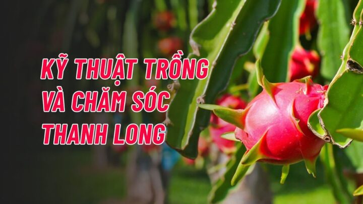 Kỹ Thuật Trồng Và Cách Chăm Sóc Cây Thanh Long Toàn Diện Từ A Đến Z