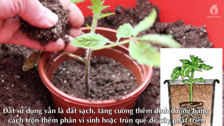 Cách Trồng Cây Cà Chua Tại Nhà Sai Trĩu Quả, Chi Tiết Từ A Đến Z