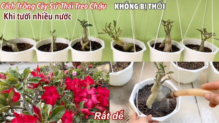 Cách Chăm Sóc Hoa Lan Treo Chi Tiết Đạt Chuẩn Chuyên Gia
