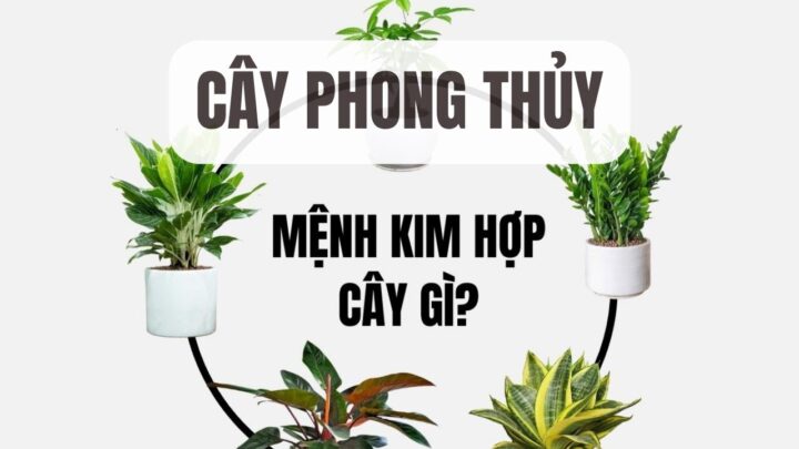 người Mệnh Kim Nên Trồng Cây Gì Thu Hút Tài Lộc Vượng Khí