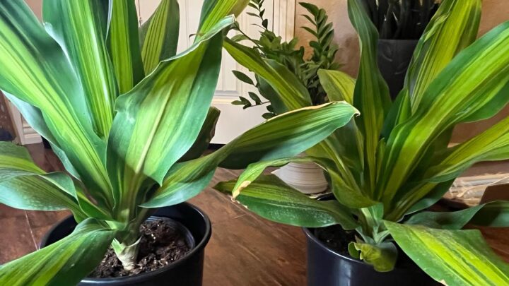 Hướng Dẫn Chi Tiết Cách Chăm Sóc Cây Hoa Tiểu Quỳnh Ra Hoa Rực Rỡ