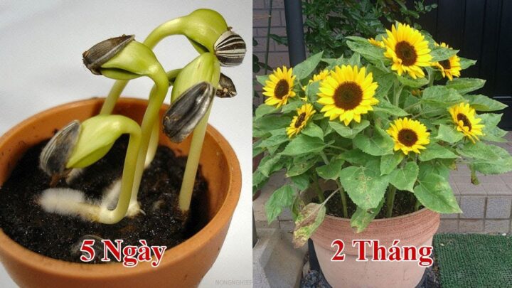 Cách Trồng Cây Hoa Hướng Dương Toàn Diện Từ A Đến Z