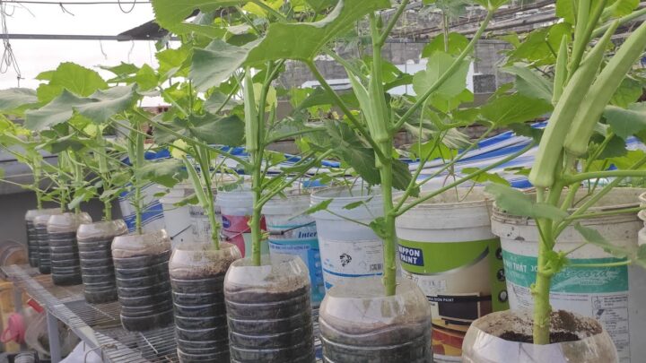 Cách Trồng Cây Đậu Bắp Trong Chậu Từ A Đến Z Đạt Năng Suất Cao