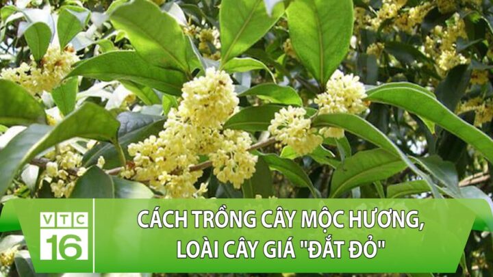 Cách Trồng Cây Mộc Hương Và Kỹ Thuật Chăm Sóc Chuẩn Chuyên Gia