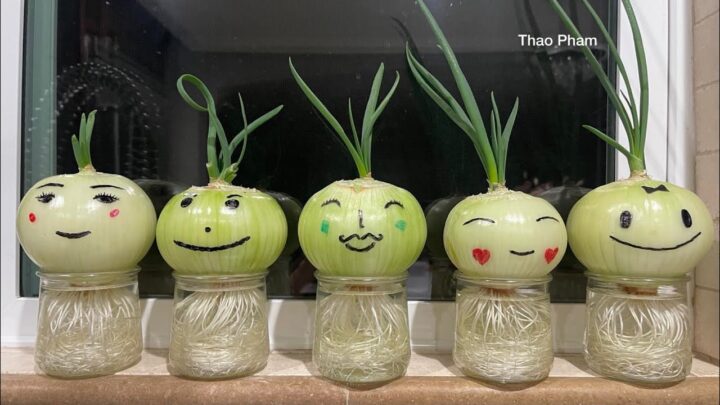 CÁCH TRỒNG VÀ CHĂM SÓC CÂY HẢI CHÂU ĐẠT CHUẨN BONSAI NHẤT ĐẾ NHÌ THÂN