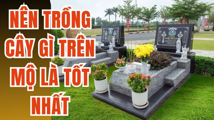 Nên Trồng Cây Gì Ngoài Mộ Theo Chuẩn Phong Thủy Và Tâm Linh
