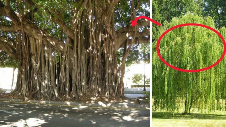 Trước Nhà Không Nên Trồng Cây Gì Theo Phong Thủy Và Khoa Học