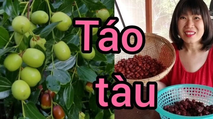 Cách Trồng Cây Táo Mỹ: Hướng Dẫn Kỹ Thuật Chi Tiết Cho Năng Suất Vượt Trội