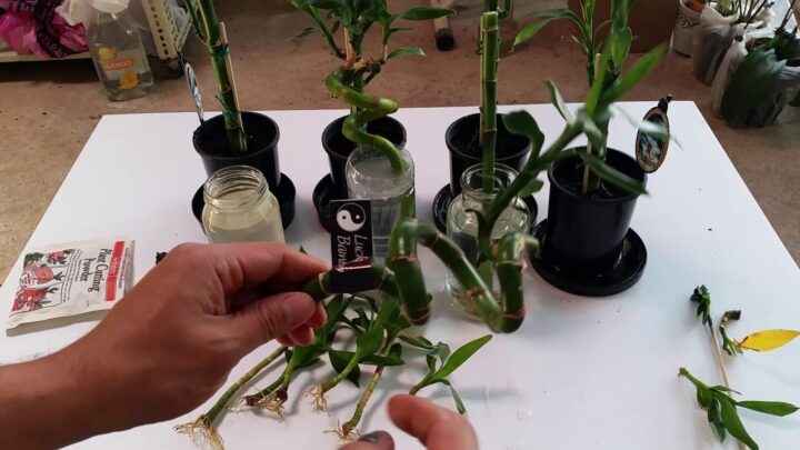 Có Nên Trồng Cây Phát Lộc Trong Nhà Để Thu Hút Tài Lộc Và Vượng Khí Chuyên Sâu