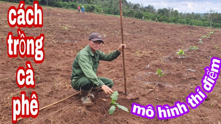 Cách Trồng Cây Cà Phê Hiệu Quả Đạt Năng Suất Cao, Từ Giống Đến Chăm Sóc