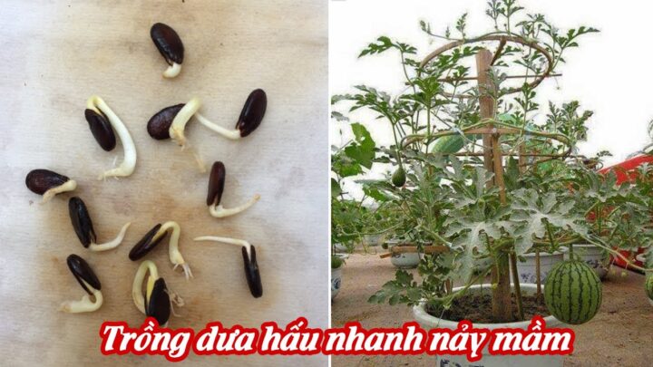 Cách Trồng Cây Dưa Hấu Cho Năng Suất Cao Ngay Tại Vườn Nhà