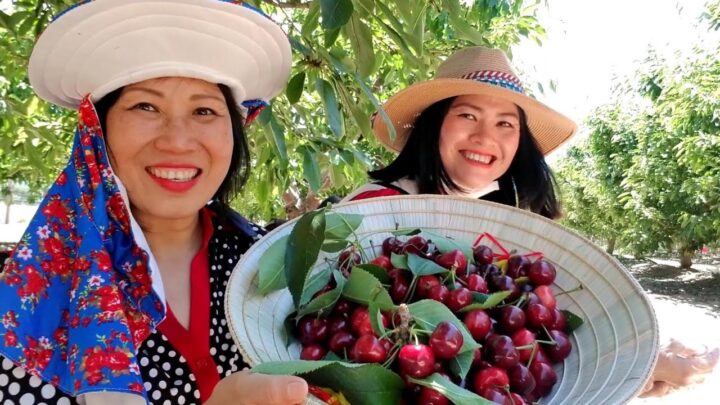 Cách Chăm Sóc Cây Cherry Chuyên Sâu: Kỹ Thuật Trồng Trọt Và Phân Bón
