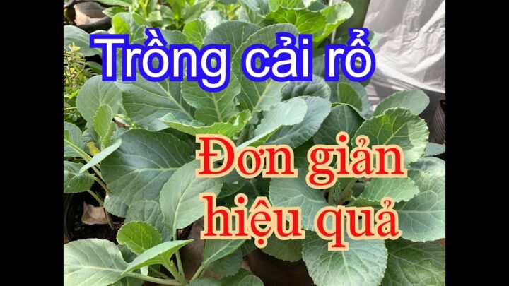 Cách Trồng Cây Cải Rổ: Hướng Dẫn Kỹ Thuật Chuyên Sâu Từ A Đến Z
