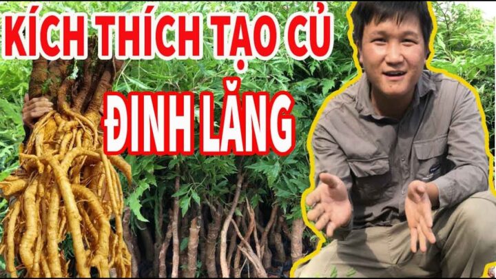 Cách Trồng Cây Đinh Lăng Lấy Củ: Kỹ Thuật Chuyên Sâu Đạt Năng Suất Cao