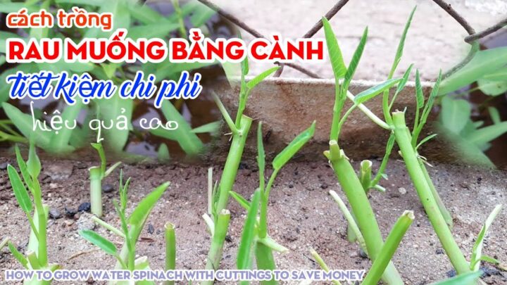 Cách Trồng Rau Muống Bằng Cây: Kỹ Thuật Chi Tiết Cho Năng Suất Tối Đa