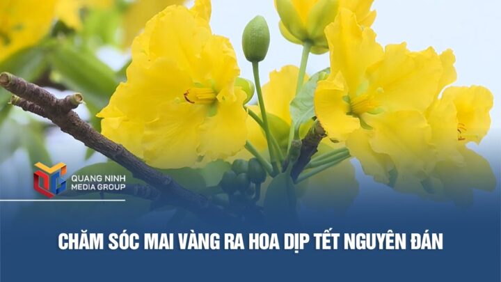 Cách Chăm Sóc Cây Mai Để Ra Hoa Đúng Dịp Và Đạt Chất Lượng Cao