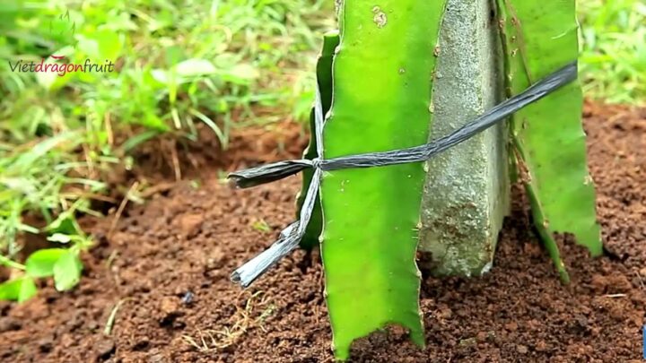 Hướng Dẫn Cách Trồng Cây: Kỹ Thuật Chuyên Sâu Từ Chuẩn Bị Đến Thu Hoạch