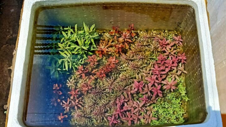 Cách Trồng Cây Thủy Sinh Trong Thùng Xốp: Hướng Dẫn Chi Tiết A-Z