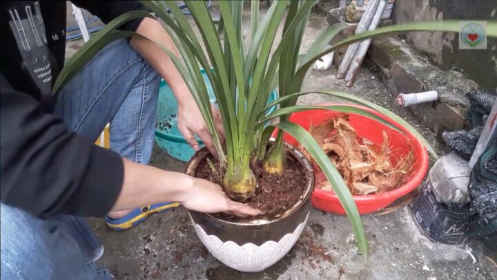 Cách Chăm Hoa Địa Lan Phục Hồi Sau Tết Và Kích Thích Ra Hoa Vụ Sau