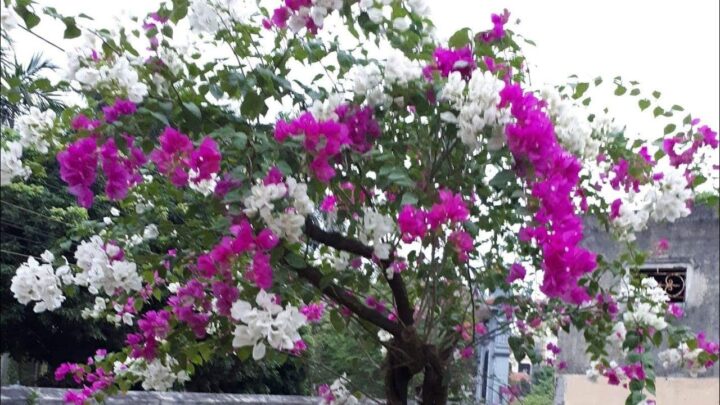 Cách Chăm Hoa Giấy Ra Hoa Quanh Năm Cho Người Mới Bắt Đầu