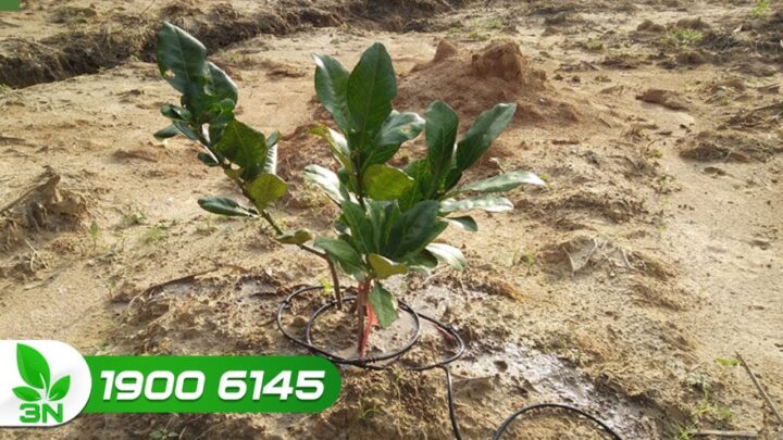 Cách Chăm Sóc Cây Bưởi Mới Trồng Chi Tiết A-Z Từ Chuyên Gia