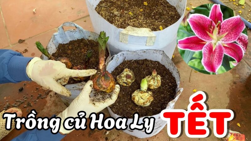 Hướng Dẫn Cách Trồng Củ Hoa Ly Đạt Chuẩn Chuyên Gia