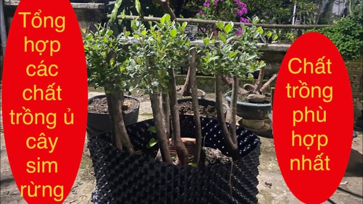 Cách Trồng Cây Sim Rừng: Kỹ Thuật Chuyên Sâu Tạo Dáng Bonsai