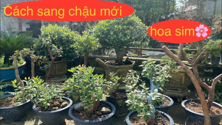 Cách Trồng Cây Sim Rừng: Kỹ Thuật Chuyên Sâu Tạo Dáng Bonsai